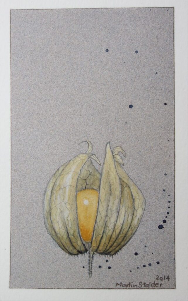 "Physalis", 2014, watercolor