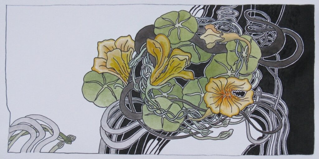 "nasturtium" or "Kapuziner", ink and watercolor